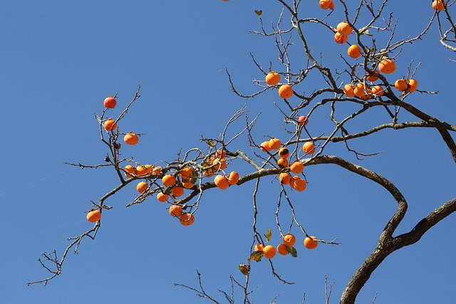 甜柿 水果 柿子树 - 上的免费照片