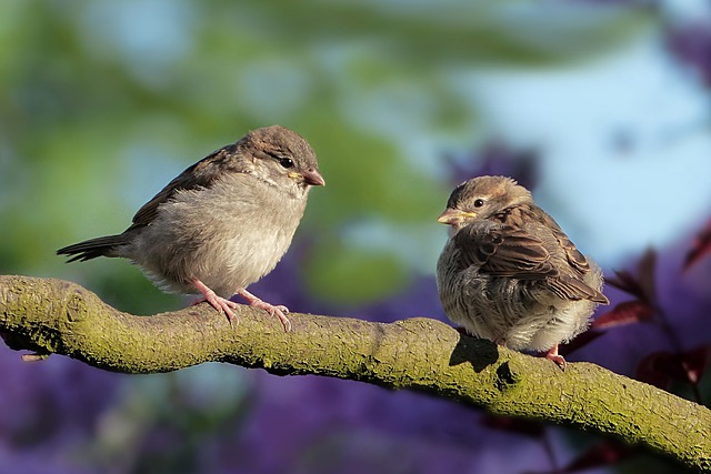 麻雀 鸟类 坐 - 上的免费照片