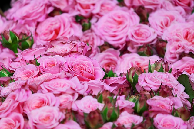 玫瑰 花朵 粉红玫瑰 - 上的免费照片