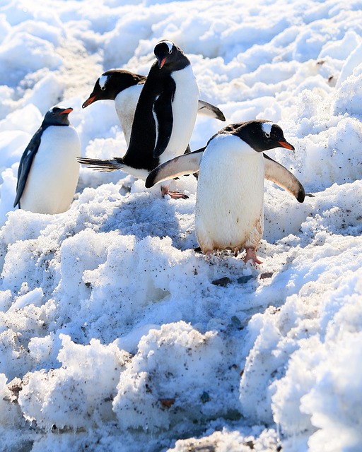 雪 企鹅 水鸟 - 上的免费照片