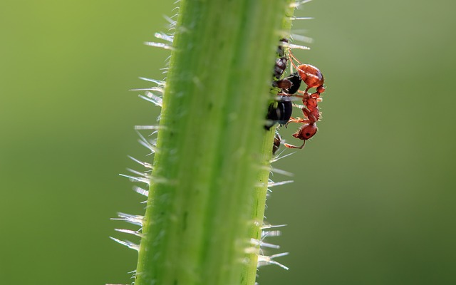 棕色Wegameise 黑Brunneus 蚂蚁 - 上的免费照片