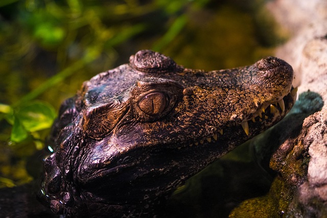 凯门鳄 动物 爬虫 - 上的免费照片