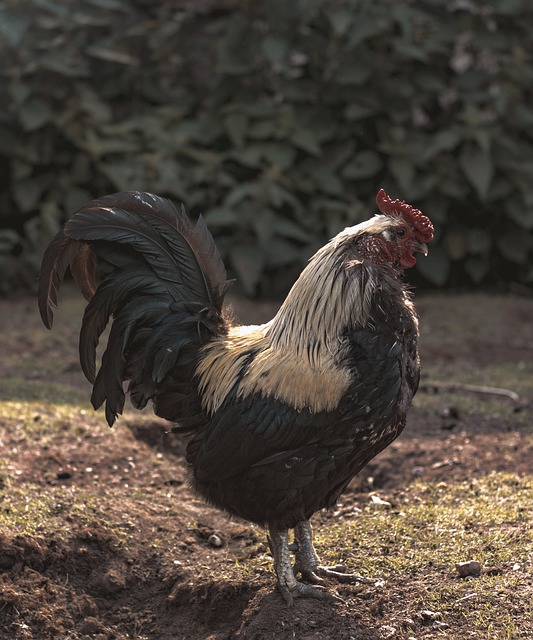 鸡 名册 鸟 - 上的免费照片