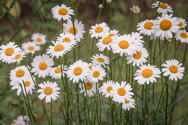 雏菊 白色的花 花草甸 - 上的免费照片