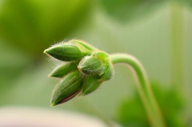 花朵 花卉 盛开 - 上的免费照片