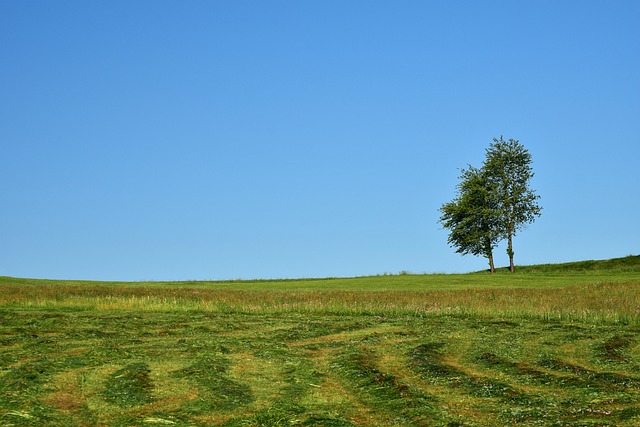 草地 修割 自然 - 上的免费照片