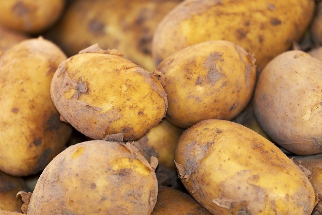 土豆 新收获 自然 - 上的免费照片
