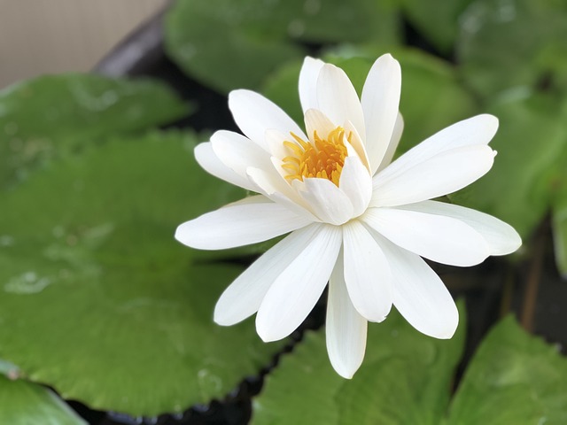 白色 蓮花 陽光 - 上的免费照片