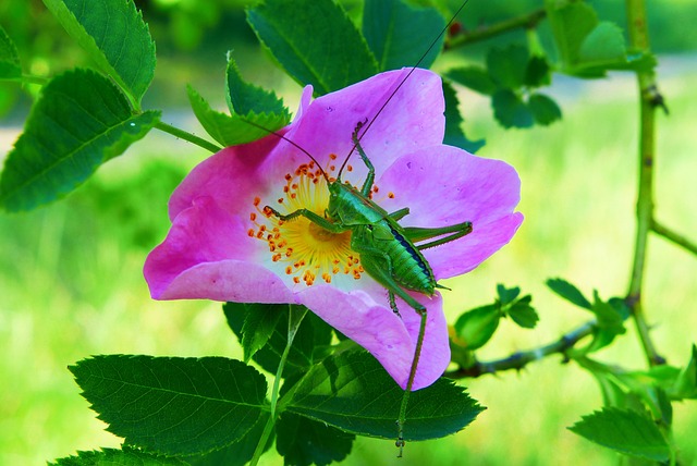 动物 无脊椎动物 昆虫 - 上的免费照片