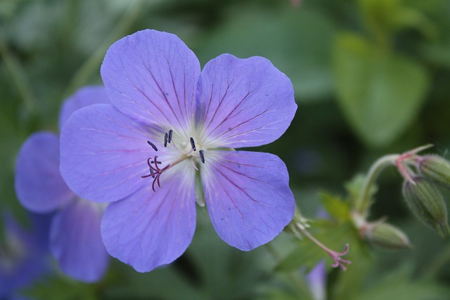 Storchschnabel 天竺葵 草地Cranesbill - 上的免费照片