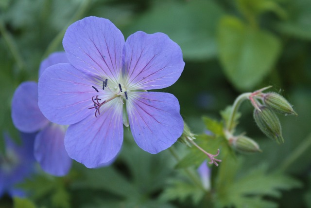 Storchschnabel 天竺葵 草地Cranesbill - 上的免费照片