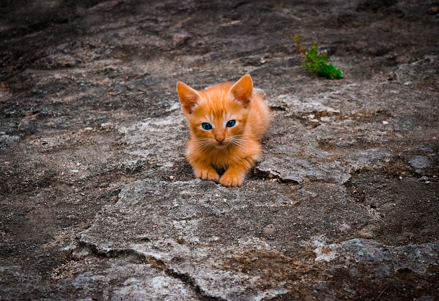 小猫 猫 宠物 - 上的免费照片