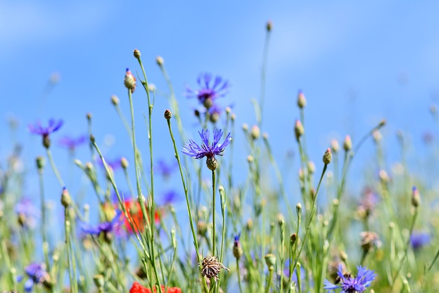 山蓝调 多年生矢车菊 花朵 - 上的免费照片