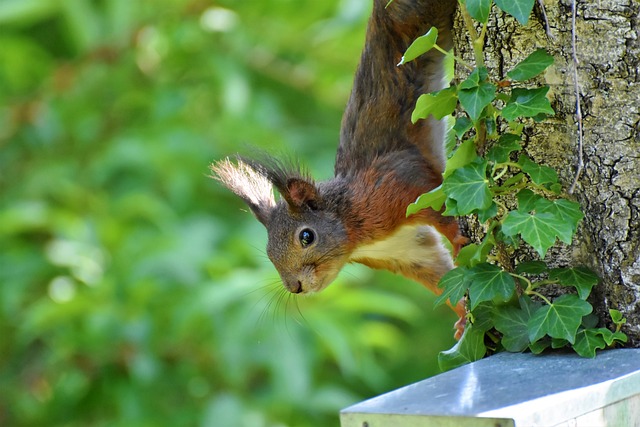 松鼠 啮齿动物 橡木猫 - 上的免费照片
