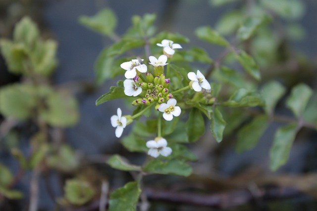 豆瓣菜 金莲花生 十字花科的 - 上的免费照片
