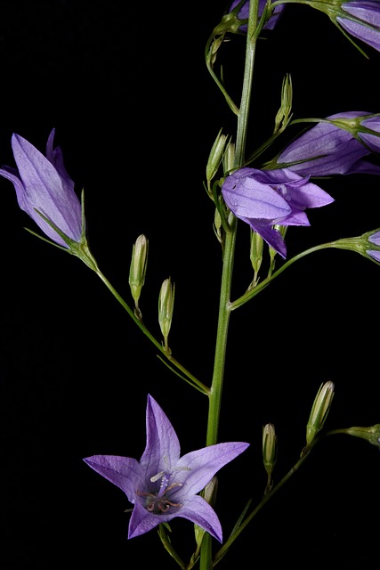 Acker钟花 野风信子 身材娇小的贝尔弗劳尔 - 上的免费照片