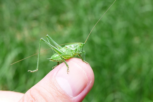 动物 无脊椎动物 昆虫 - 上的免费照片