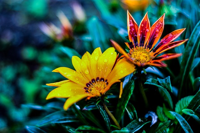 贝拉弗洛尔 自然 Gérbela 琳达 - 上的免费照片