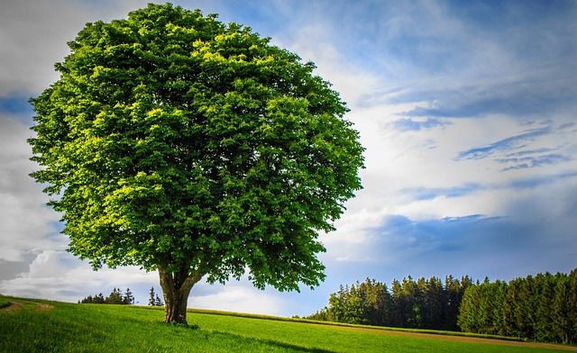 大树 孤独 英俊 - 上的免费照片