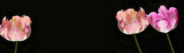 花背景 郁金香 郁金香背景 - 上的免费照片