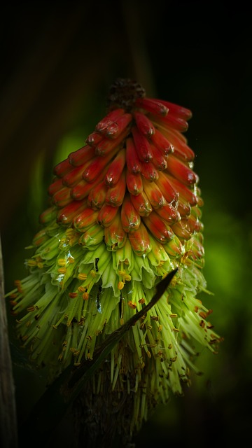 Kniphofia 蛋糕 花卉 - 上的免费照片