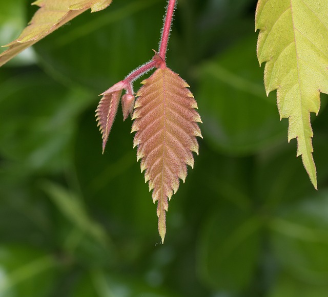 芽 新鲜 春天 - 上的免费照片