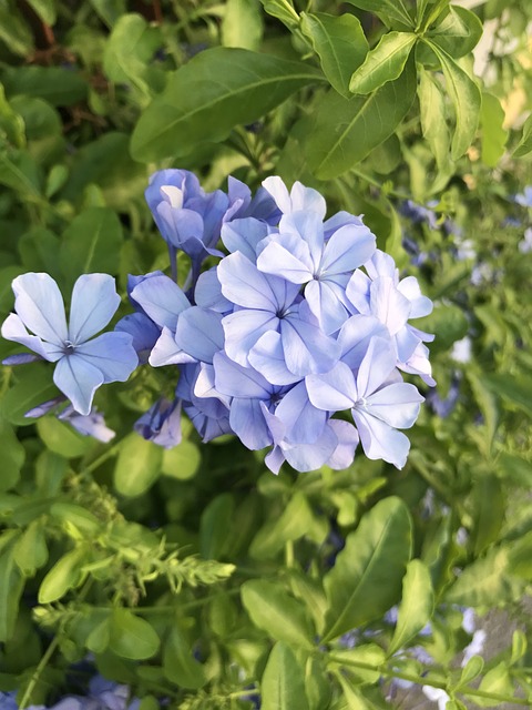 花 蓝色 小花 - 上的免费照片