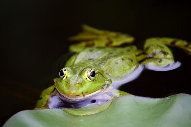 青蛙 两栖类 池塘 - 上的免费照片