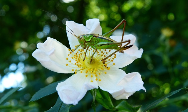 动物 无脊椎动物 昆虫 - 上的免费照片