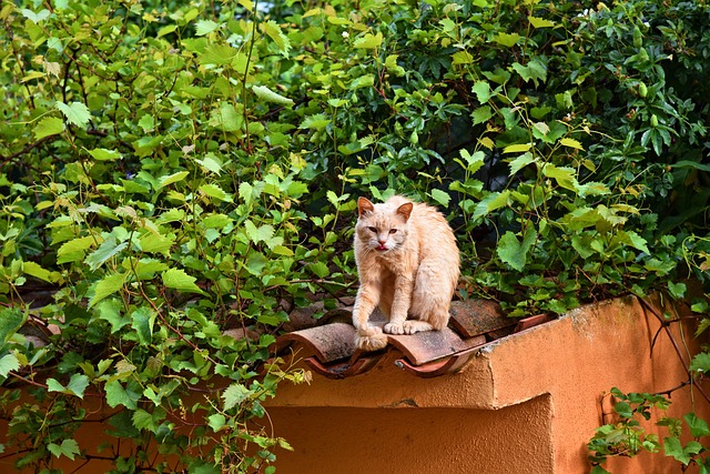 猫 动物 哺乳动物 - 上的免费照片