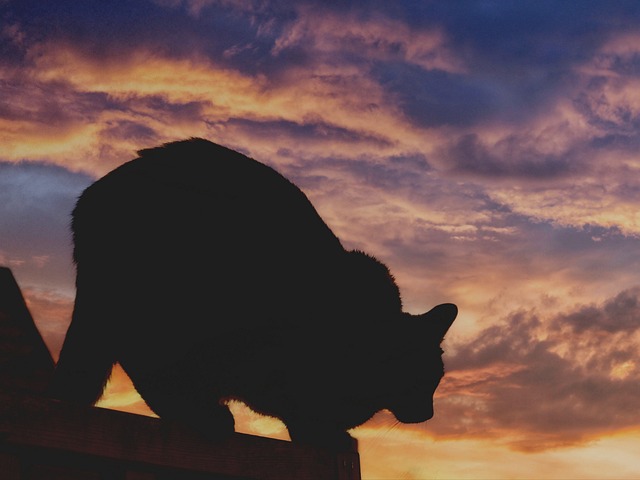 猫 轮廓 日落 - 上的免费照片