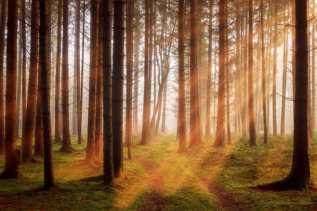 森林 阳光 树木 - 上的免费照片