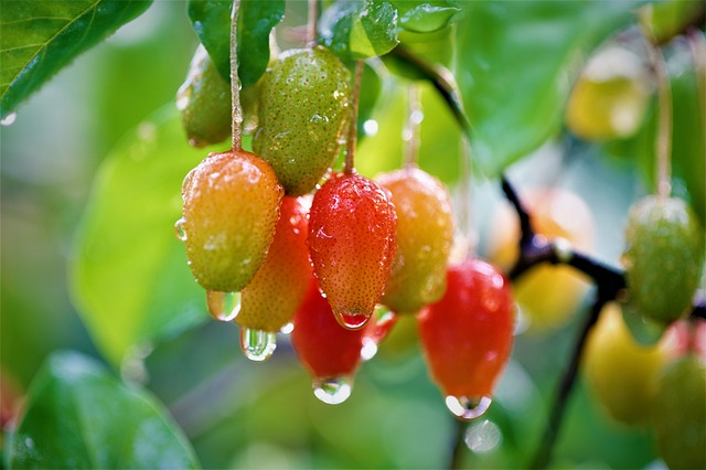 水果 菩提 菩提水果 - 上的免费照片