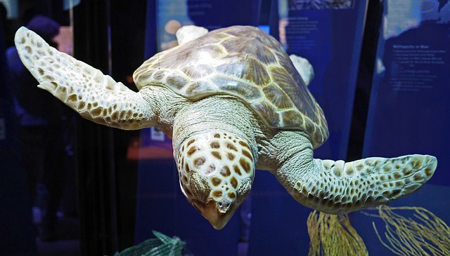 大型海龟 Ozeaneum 施特拉尔松德 - 上的免费照片