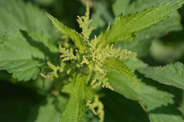 荨麻 Dioica 花园 - 上的免费照片