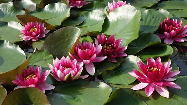 水中百合 池塘 粉红色 - 上的免费照片