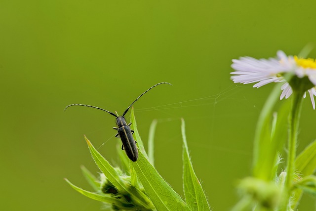摩羯座 上钩 草 - 上的免费照片
