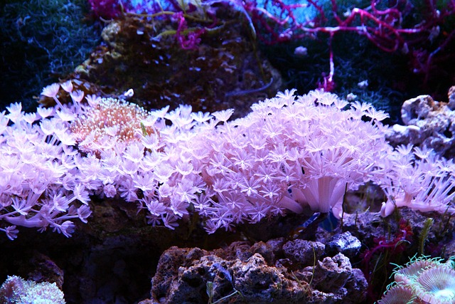 珊瑚 珊瑚虫 水族馆 - 上的免费照片