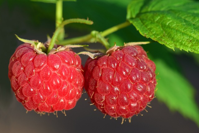 山莓 红色的 水果 - 上的免费照片