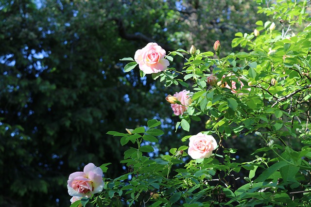 Rosbuske 粉色的 株蔷薇 - 上的免费照片