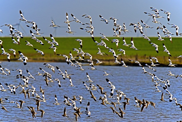 Avocets 油彩 涉水鸟 - 上的免费照片