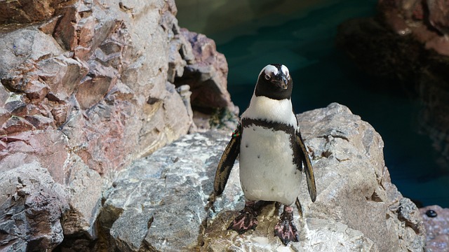 企鹅 玩 北极 - 上的免费照片