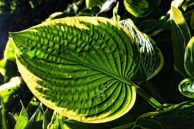 玉簪 车前草百合 叶子 - 上的免费照片