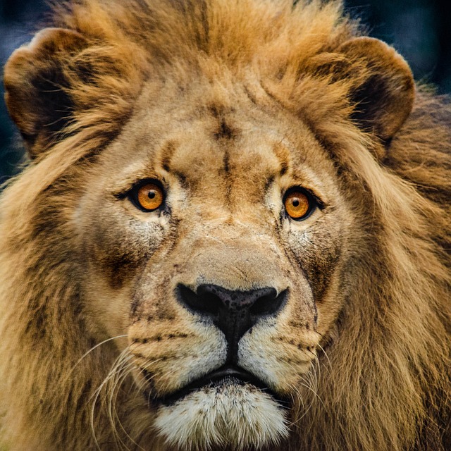 狮子 头 大猫 - 上的免费照片