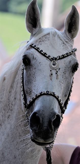 主要的和国家扣马尔巴赫 纯种阿拉伯 阿拉伯 - 上的免费照片