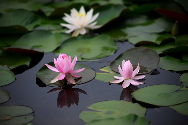 水百合 水生植物 花 - 上的免费照片
