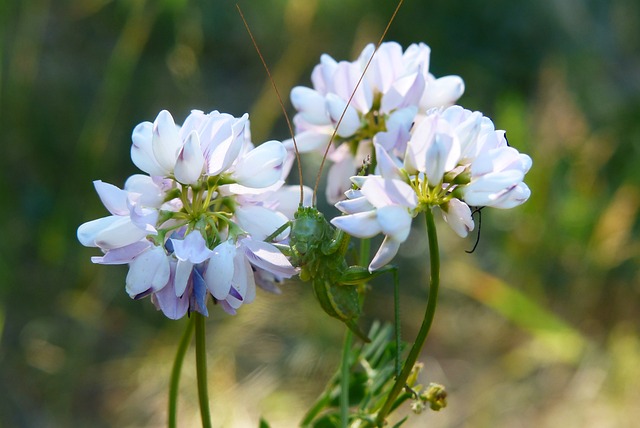 动物 昆虫 蚱蜢 - 上的免费照片