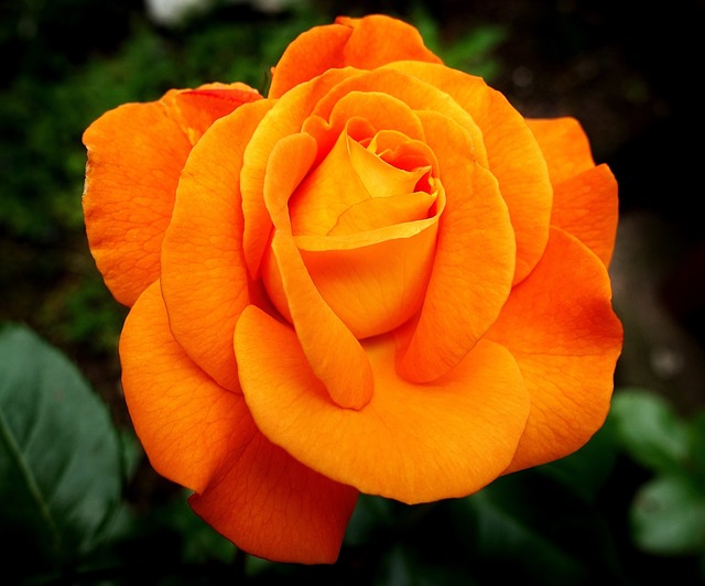 玫瑰 花 橙玫瑰 - 上的免费照片