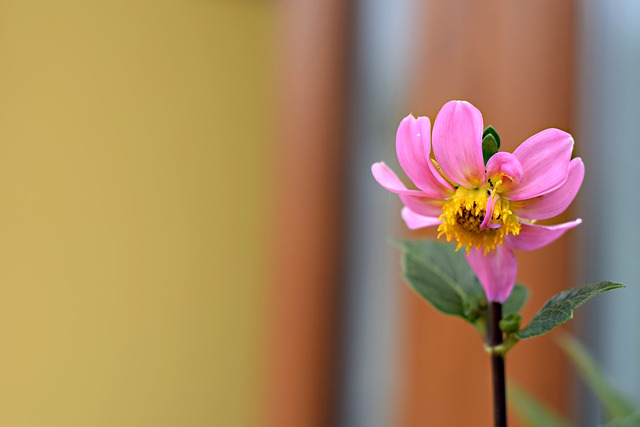 花 Letni?ka 颜色的花 - 上的免费照片