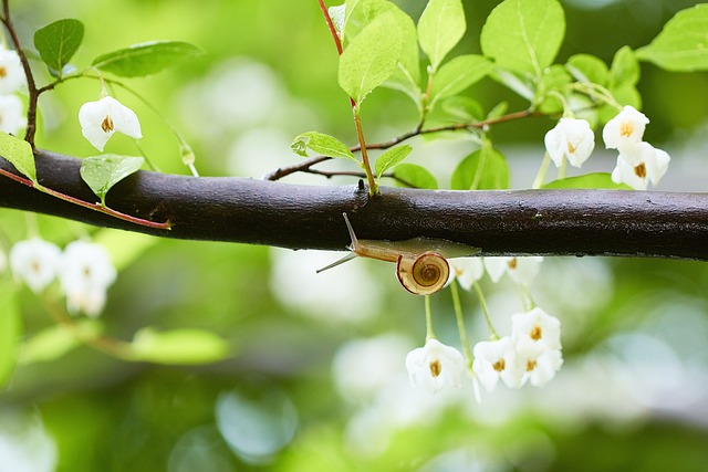 雨季 新绿 鲜花 - 上的免费照片